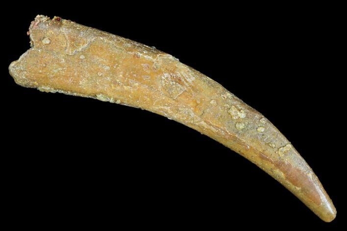 Pterosaur (Siroccopteryx) Tooth - Morocco #107963